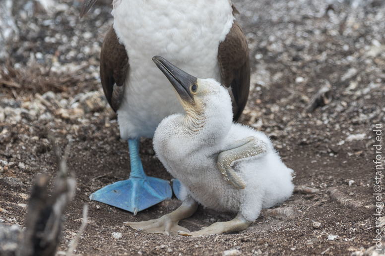 galapagos